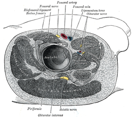 Doorsnede ter hoogte van rechterheup met de musculus gluteus maximus onderaan zichtbaar.