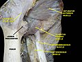 Músculs de la cuixa. Vista anterior.