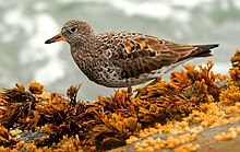 Surfbird-26MAR2016.jpg