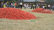 Vignette pour Tomatina (Colombie)