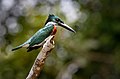 Chloroceryle amazona