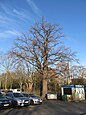 Bismarckeiche an der Tiergartenstraße