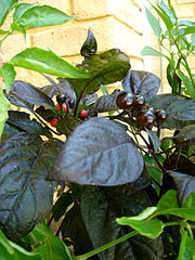 Black Pearl cultivar of C. annuum