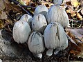 Coprinopsis atramentaria