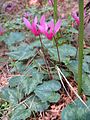 Cyclamen repandum (Ciclamino)