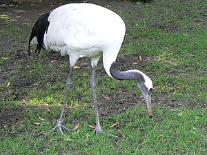 Kraanek faan a Mandschurei (Grus japonensis)