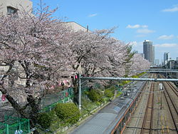 東中野站西方的櫻花木