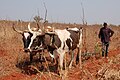 Oxen under plow