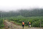 Palmolieplantage in Ecuador