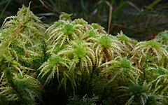 Description de l'image Sphagnum squarrosum 091207.jpg.