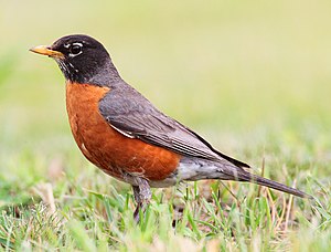 Amerikan nar bülbülü (Turdus migratorius)