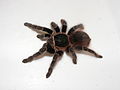 Acanthoscurria chacoana