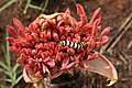 Larvae of Diaphone eumela, the Cherry Spot Moth, feeding on inflorescence