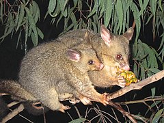 Kilyo ekor-sikat biasa (Trichosurus vulpecula)