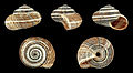 Five views of a shell