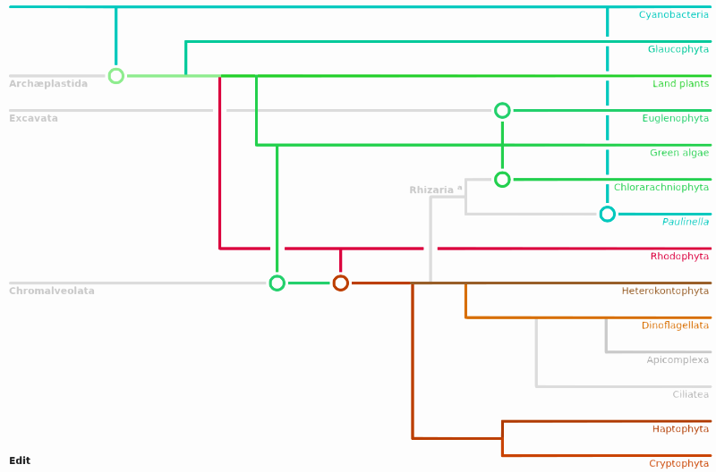 Cladogram of chloroplast evolution