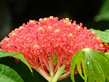 Jatropha multifida 1.JPG