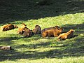 Des limousines au repos.