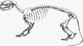 オキシアエナ Oxyaenaの骨格復元図