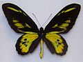 Ornithoptera rothschildi ロスチャイルドトリバネアゲハ♂