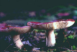 Russula amethystina