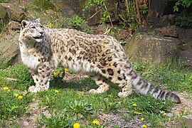 Leopardo de las nieves (Panthera Uncia)