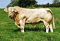 Charolais-okse.