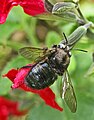 (X. tabaniformis) en Salvia