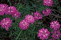 Flowers of Iberis-umbellata