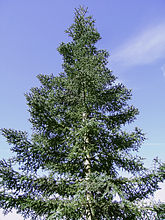 Abies procera glauca.