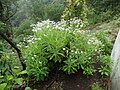 Second prize: Argyranthemum pinnatifidum by Paulo SP