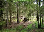 Forest scenery, some broken trees