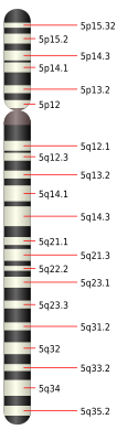 5号染色体