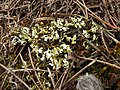 Cladonia convoluta