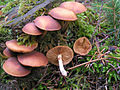 Gift-Häubling (Galerina marginata)