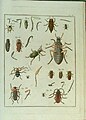 Histoire abrégée des insectes qui se trouvent aux environs de Paris (1762)