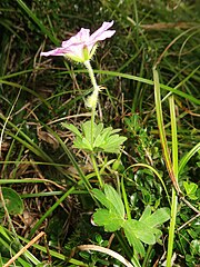 茎、花序柄、花柄に開出毛か下向きの長毛が密生する。