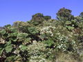 Gunnera insignis, Costa Rica (Irazu) -1-