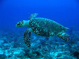 Honduras partjainál lévő Utila-szigethez közeli vízben készített felvétel egy közönséges cserepesteknősről.