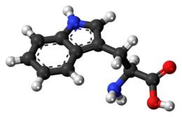 L-Tryptophan-3D-balls.png