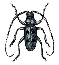 Morimus funereus Mulsant, 1863