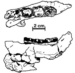 Голотипний зразок Nakalipithecus виз зверху та збоку, щелепа та моляри