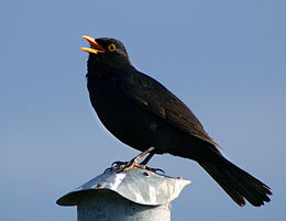 Juodasis strazdas (Turdus merula)