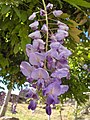 Contoh perbungaan ebracteate pada bunga wisteria, Wisteria sinensis