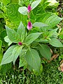 Celosia argentea