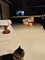 Durable cedar and orange plastic chairs in 20 cm of snow, Boise, Idaho