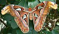 Attacus atlas (Saturniinae)