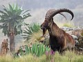 Image 7A Walia Ibex in Simien Mountains National Park, one of the national symbols of Ethiopia, found only in the north of the country (from Ethiopia)