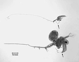 Kuvassa ylempänä koukkuvesikirppu (kokonaispituus 10 mm). Alempana sisävesien Bythotrephes longimanus.