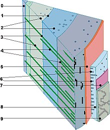 Tangentiale doorsnede van een vierjarige stam: 0 = merg; 1 = grens jaarring; 2 = harskanalen; 3 = primaire mergstralen; 4 = secundaire mergstralen; 5 = cambium; 6 = mergstralen in de bast (baststralen); 7 = kurkcambium; 8 = bast; 9 = schors